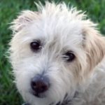 Profile photo of Sofeetik